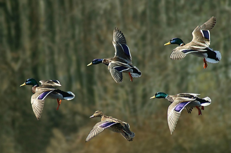 Ducks in Formation O'Mallet P